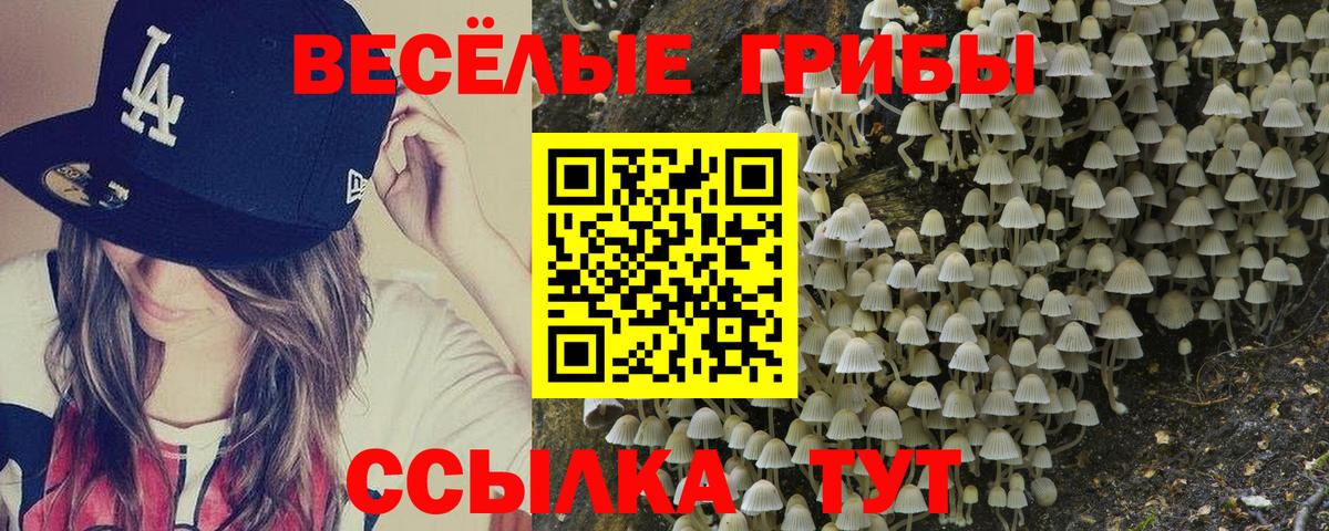 Галлюциногенные грибы Psilocybe Зеленодольск
